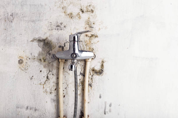Best White Mold Remediation in George West, TX