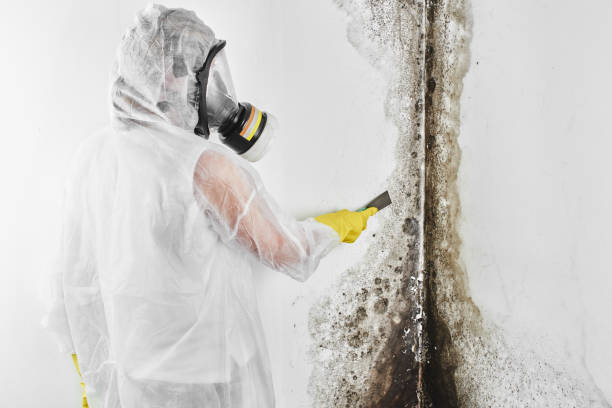 Trusted George West, TX Mold Remediation Experts