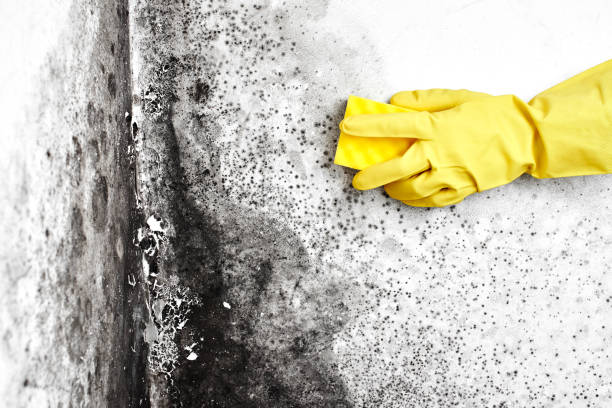 Best Mold Testing and Inspection Services in George West, TX