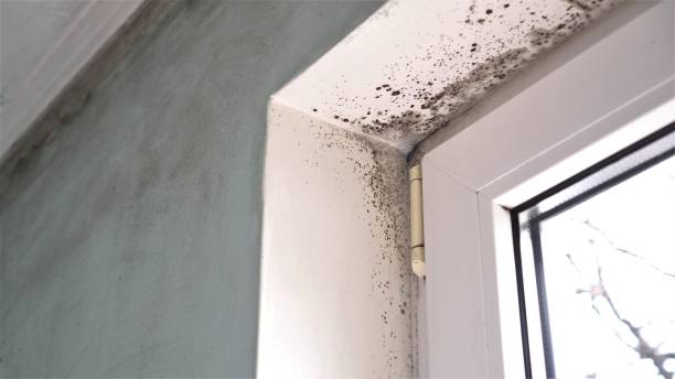 Best Kitchen Mold Remediation in George West, TX