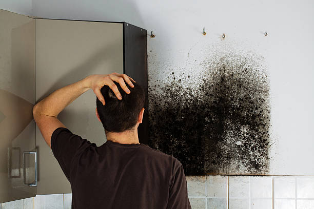 Best Commercial Mold Remediation in George West, TX
