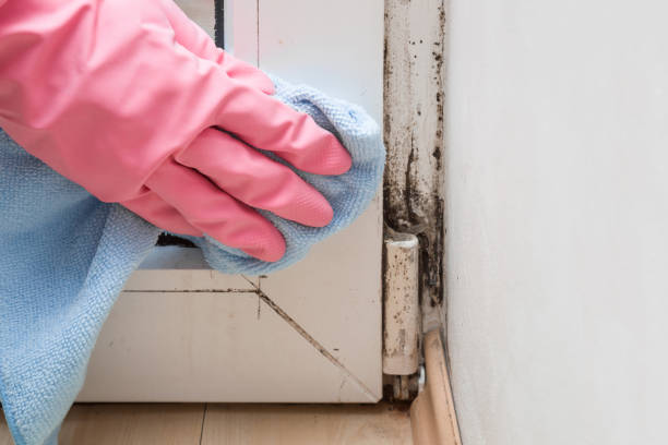Best Health and Safety Mold Remediation in George West, TX