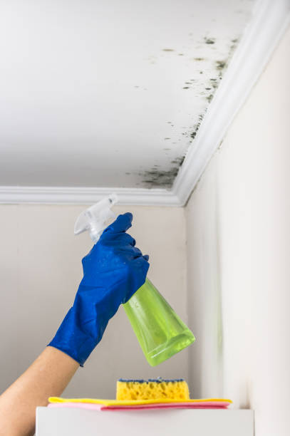 Best Bathroom Mold Remediation in George West, TX
