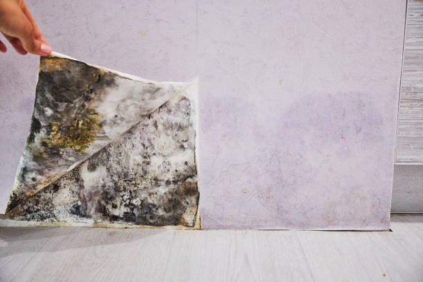 Best Mold Remediation for Specific Building Types in George West, TX